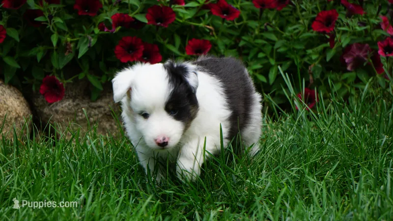 Tuck  – Shetland Sheepdog puppy for sale in Mentone, IN