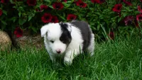 Tuck , a male Shetland Sheepdog for sale in Mentone, IN – 1 of 7