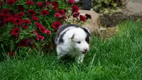 Tuck , a male Shetland Sheepdog for sale in Mentone, IN – 2 of 7