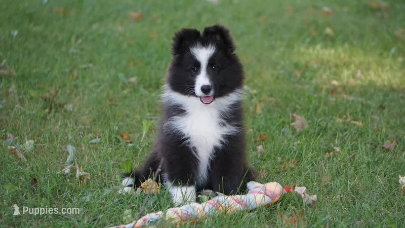 Toby  – Shetland Sheepdog puppy for sale in Mentone, IN