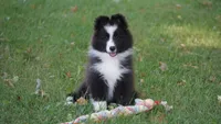 Toby , a male Shetland Sheepdog for sale in Mentone, IN – 1 of 10