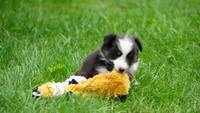 Daisy , a female Shetland Sheepdog for sale in Mentone, IN – 4 of 6