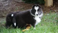 Toby , a male Shetland Sheepdog for sale in Mentone, IN – 5 of 6