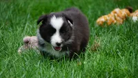 Liam , a male Shetland Sheepdog for sale in Mentone, IN – 5 of 6