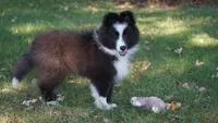 Toby , a male Shetland Sheepdog for sale in Mentone, IN – 10 of 10