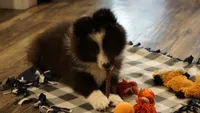 Toby , a male Shetland Sheepdog for sale in Mentone, IN – 6 of 10