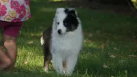 Tuck , a male Shetland Sheepdog for sale in Mentone, IN – 8 of 8