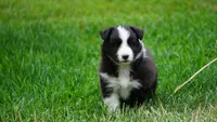 Toby , a male Shetland Sheepdog for sale in Mentone, IN – 5 of 5