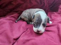 Blue Grey collar, a male American Pit Bull Terrier for sale in Roy, WA – Photo 4 of 7