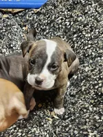 Blue Grey collar, a male American Pit Bull Terrier for sale in Roy, WA – Photo 6 of 7