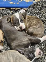 Blue Grey collar, a male American Pit Bull Terrier for sale in Roy, WA – Photo 7 of 7