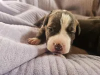 Blue Grey collar, a male American Pit Bull Terrier for sale in Roy, WA – Photo 2 of 7