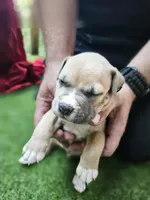 Black collar, a male American Pit Bull Terrier for sale in Roy, WA – Photo 5 of 9