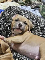 Black collar, a male American Pit Bull Terrier for sale in Roy, WA – Photo 3 of 9