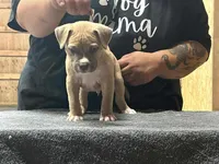 Black collar, a male American Pit Bull Terrier for sale in Roy, WA – Photo 7 of 9