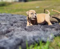 Black collar, a male American Pit Bull Terrier for sale in Roy, WA – Photo 8 of 9