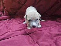 Black collar, a male American Pit Bull Terrier for sale in Roy, WA – Photo 6 of 9