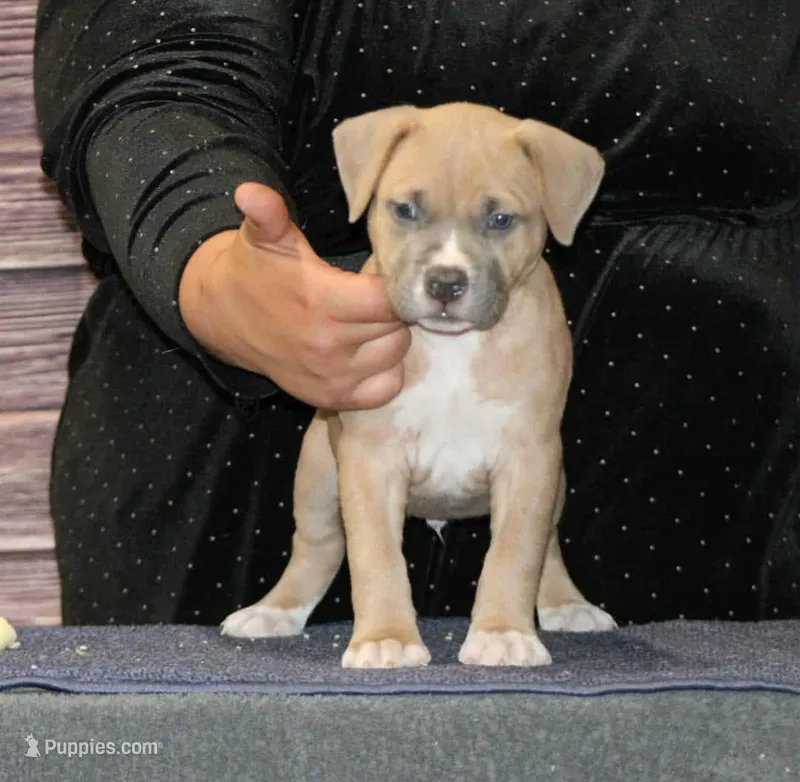 Black collar, a male American Pit Bull Terrier for sale in Roy, WA – Photo 1 of 9