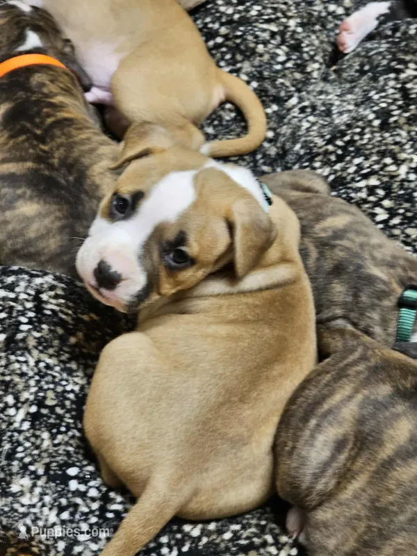 Seafoam green, a female American Pit Bull Terrier for sale in Roy, WA – Photo 1 of 8