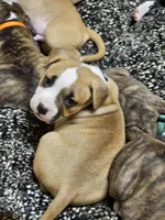 Seafoam green, a female American Pit Bull Terrier for sale in Roy, WA – Photo 1 of 8