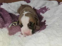 Seafoam green, a female American Pit Bull Terrier for sale in Roy, WA – Photo 2 of 8