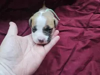 Seafoam green, a female American Pit Bull Terrier for sale in Roy, WA – Photo 7 of 8