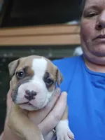 Seafoam green, a female American Pit Bull Terrier for sale in Roy, WA – Photo 6 of 8