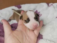 Seafoam green, a female American Pit Bull Terrier for sale in Roy, WA – Photo 4 of 8