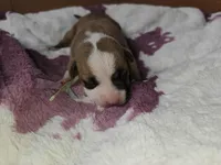 Seafoam green, a female American Pit Bull Terrier for sale in Roy, WA – Photo 5 of 8