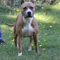 Story, a female American Pit Bull Terrier for sale in Roy, WA – Photo 2 of 3