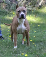 Story, a female American Pit Bull Terrier for sale in Roy, WA – Photo 2 of 3