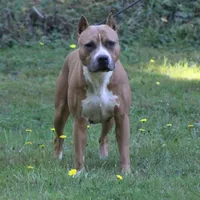 Story, a female American Pit Bull Terrier for sale in Roy, WA – Photo 3 of 3