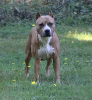 Story, a female American Pit Bull Terrier for sale in Roy, WA – Photo 3 of 3