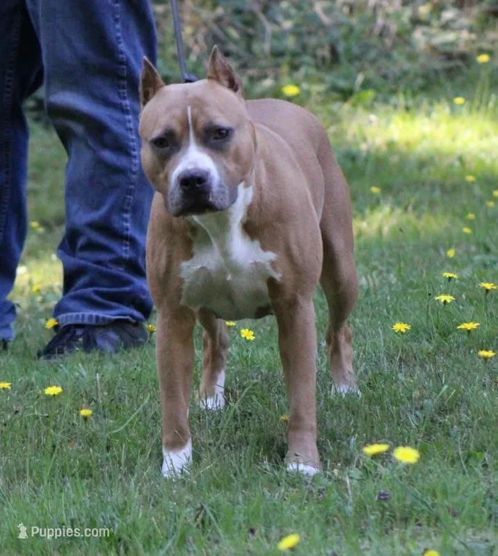 Story, a female American Pit Bull Terrier for sale in Roy, WA – Photo 1 of 3