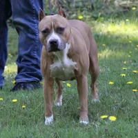 Story, a female American Pit Bull Terrier for sale in Roy, WA – Photo 1 of 3