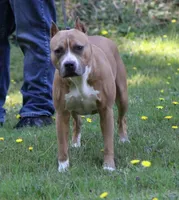 Story, a female American Pit Bull Terrier for sale in Roy, WA – Photo 1 of 3
