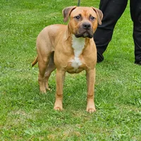 Forest, a male American Pit Bull Terrier for sale in Roy, WA – Photo 3 of 7