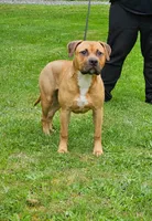 Forest, a male American Pit Bull Terrier for sale in Roy, WA – Photo 3 of 7