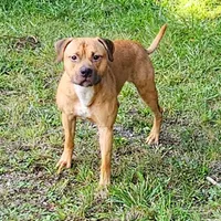 Forest, a male American Pit Bull Terrier for sale in Roy, WA – Photo 6 of 7