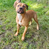 Forest, a male American Pit Bull Terrier for sale in Roy, WA – Photo 5 of 7