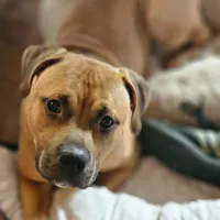 Forest, a male American Pit Bull Terrier for sale in Roy, WA – Photo 2 of 7