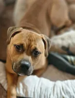 Forest, a male American Pit Bull Terrier for sale in Roy, WA – Photo 2 of 7