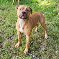 Forest, a male American Pit Bull Terrier for sale in Roy, WA – Photo 7 of 7