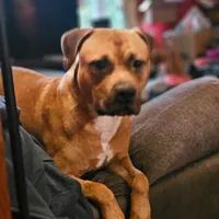 Forest, a male American Pit Bull Terrier for sale in Roy, WA – Photo 1 of 7