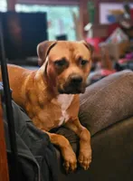 Forest, a male American Pit Bull Terrier for sale in Roy, WA – Photo 1 of 7