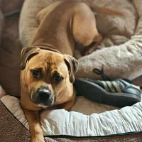 Forest, a male American Pit Bull Terrier for sale in Roy, WA – Photo 4 of 7