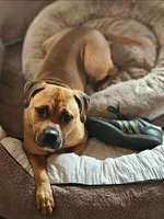 Forest, a male American Pit Bull Terrier for sale in Roy, WA – Photo 4 of 7