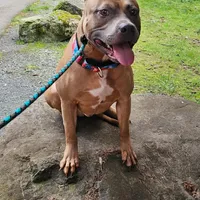 Oak, a male American Pit Bull Terrier for sale in Roy, WA – Photo 7 of 8