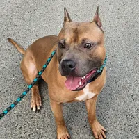 Oak, a male American Pit Bull Terrier for sale in Roy, WA – Photo 2 of 8