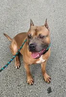 Oak, a male American Pit Bull Terrier for sale in Roy, WA – Photo 2 of 8